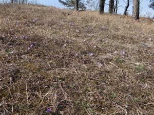 Spoločenstvo s Pulsatilla grandis 01