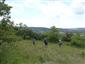 jazýčkovec jadranský (29.6.2015)