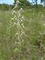 Kvitnúci Himantoglossum adriaticum - Vrchná hora