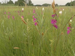 Kvitnúce jedince Gladiolus palusris v pozadí Dactylorhiza maculata ssp. transilvanica