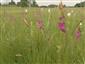 Kvitnúce jedince Gladiolus palusris v pozadí Dactylorhiza maculata ssp. transilvanica