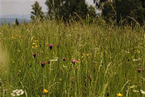 pohľad do biotopu II.