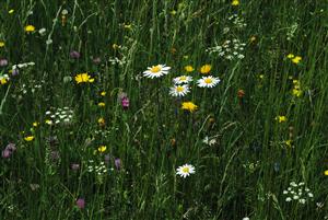 pohľad do biotopu III.