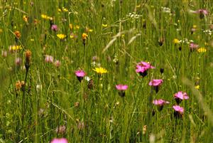 charakteristické taxóny LK1