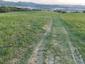 Vrana popolavá (2.5.2026)