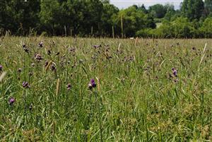 sesediace vlhkomilné lúky