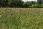 sesediace vlhkomilné lúky