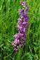 Suchomilné travinnobylinné a krovinové porasty na vápnitom podloží (*dôležité stanovištia Orchideaceae) (17.6.2015)