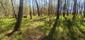 Žltochvost lesný ( hôrny) (4.5.2026)