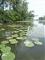 Prirodzené eutrofné a mezotrofné stojaté vody s vegetáciou plávajúcich a/alebo ponorených cievnatých rastlín typu Magnopotamion alebo Hydrocharition (15.7.2014)
