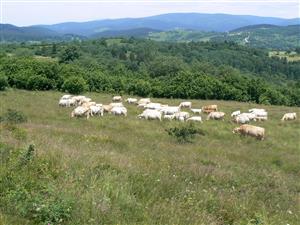 Pohled na cílový biotop, management a okolní krajinu ve směru SV od zadaných souřadnic