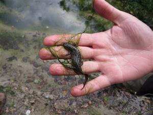 Triturus alpestris samica