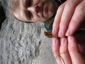 Triturus montandoni