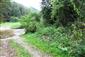 jašterica bystrá (9.6.2015)