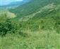 jašterica múrová (25.5.2014)