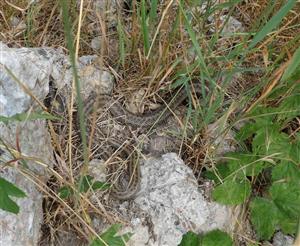 Coronella austriaca - skládka stav. odpadu