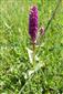 Dactylorhiza majalis