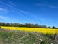 trasochvost biely (29.4.2026)