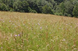 Pohľad na juhovýchodnú časť lokality