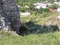 jašterica múrová (31.5.2014)