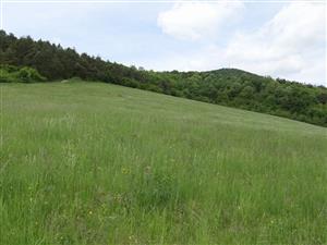 Záber na monitorovaný biotop.