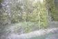 trasochvost biely (23.5.2026)