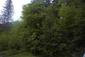 Žltochvost lesný ( hôrny) (23.5.2026)