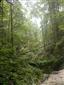 Lipovo-javorové sutinové lesy (19.6.2015)