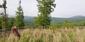 Škovránik stromový (9.5.2026)
