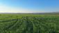Žltochvost lesný ( hôrny) (21.5.2026)