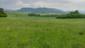 Žltochvost lesný ( hôrny) (19.5.2026)