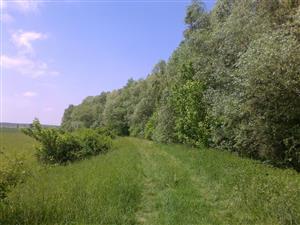 Pohľad na južnú časť TML Žitavský luh, pohľad na južnú ochrannú hrádzu PR Žitavský luh so zaplavovanými vrbinami. Foto: 13.5.2015, J.Lengyel.