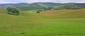 Vrana popolavá (19.5.2026)
