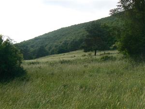 Pohled na cílový biotop a okolní krajinu ve směru SZ od zadaných souřadnic