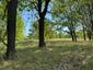 Hýľ lesný (obyčajný) (24.5.2026)