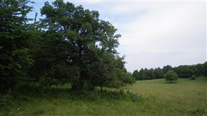 TMP (strom obsadený C. cerdo)