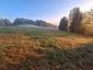 Vrana popolavá (10.5.2026)
