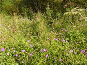 pohlad do porastu s castym Geranium palustre