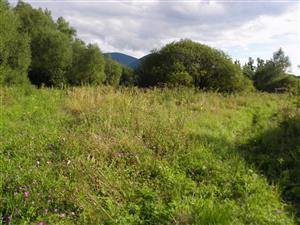 vysokobylinny porast s Cirsium oleraceum