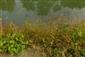 Rieky s bahnitými až piesočnatými brehmi s vegetáciou zväzov Chenopodionrubri p.p. a Bidentition p.p. (12.10.2013)