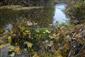 Rieky s bahnitými až piesočnatými brehmi s vegetáciou zväzov Chenopodionrubri p.p. a Bidentition p.p. (15.10.2013)
