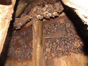 časť kolńie Myo myo vo veži