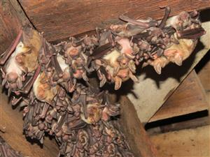 časť kolónie Myotis myotis