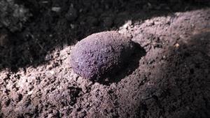 O. eremita, kokon (TMP2)