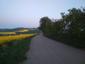 Kôrovník dlhoprstý (23.5.2026)