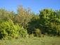 trasochvost biely (23.5.2026)