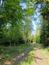 Orešnica perlavá (24.5.2026)
