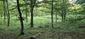 trasochvost biely (30.5.2026)