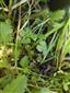 Hamatocaulis vernicosus na TMP2