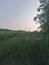 Sýkorka veľká ( bielolíca) (28.4.2026)